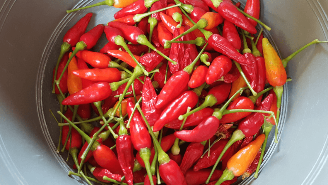 What is a Bird'S Eye Chili 