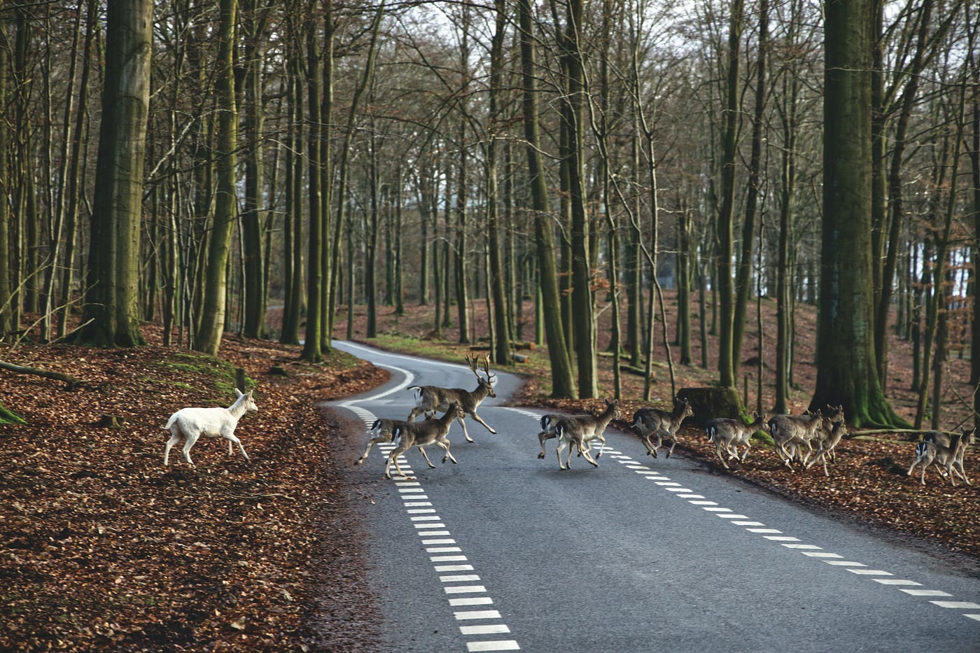 How to deal with animals on the road - Techniques for avoiding collisions with animals