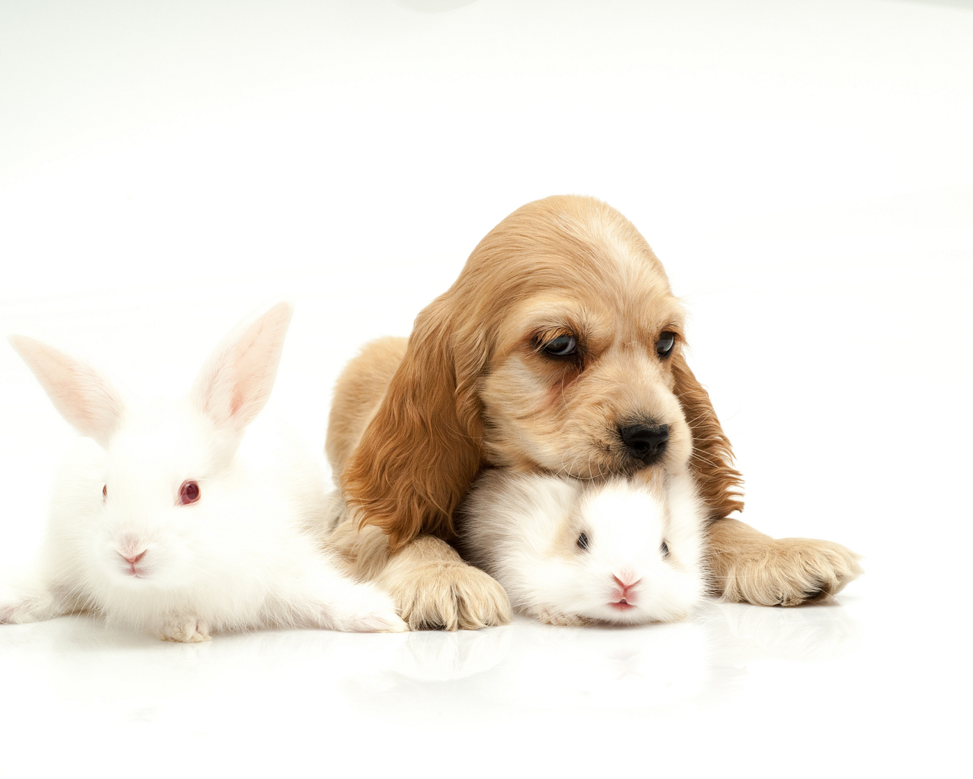 Les races de chiens qui s’entendent bien avec les lapins : une amitié possible