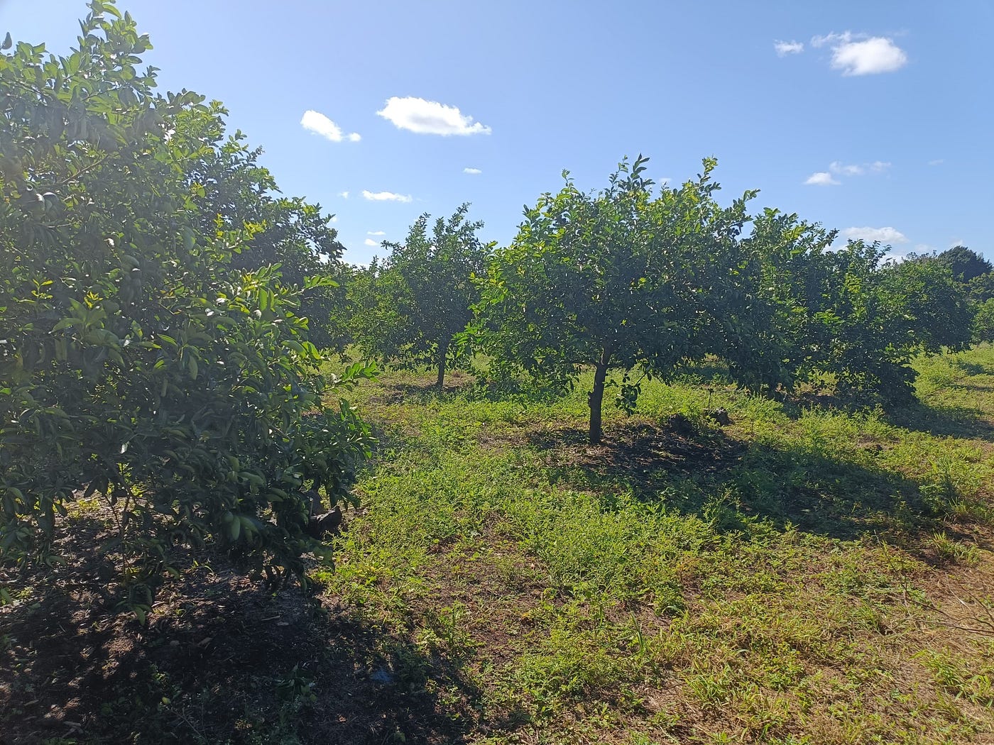 Citrus Patrimonial ¿Es Confiable?