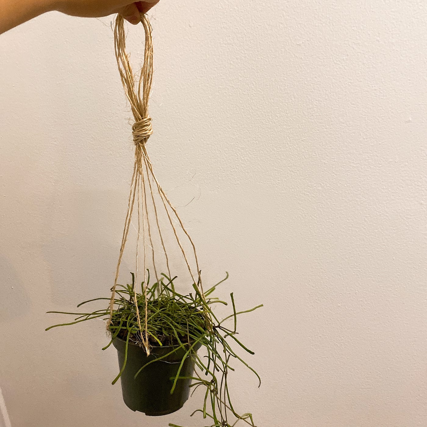 DIY Cheap Hanging Planter (No Drill!) | by beans | Plant Diary | Medium