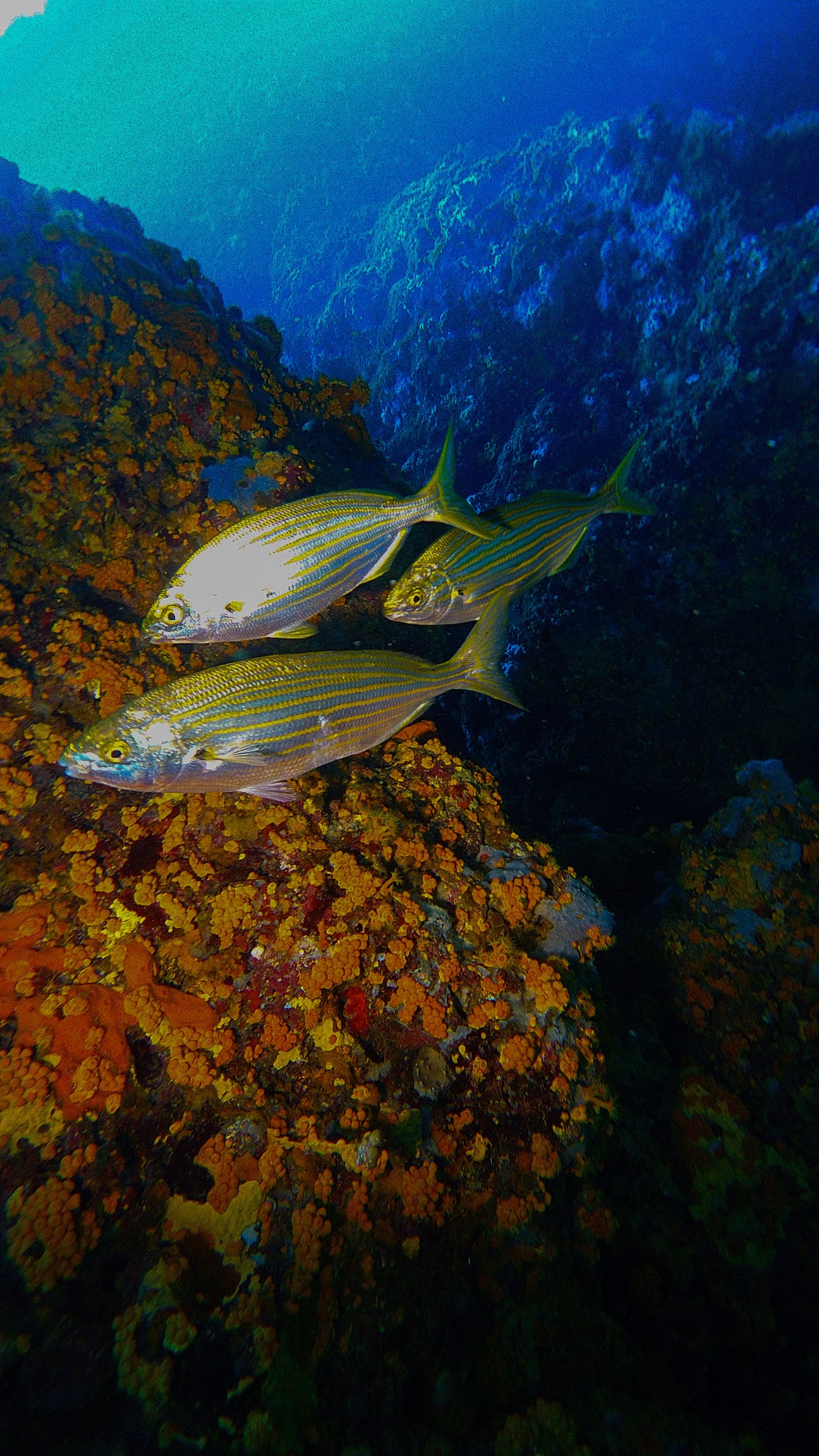 Mediterranean sea fish with seagrass underwater - WildAid