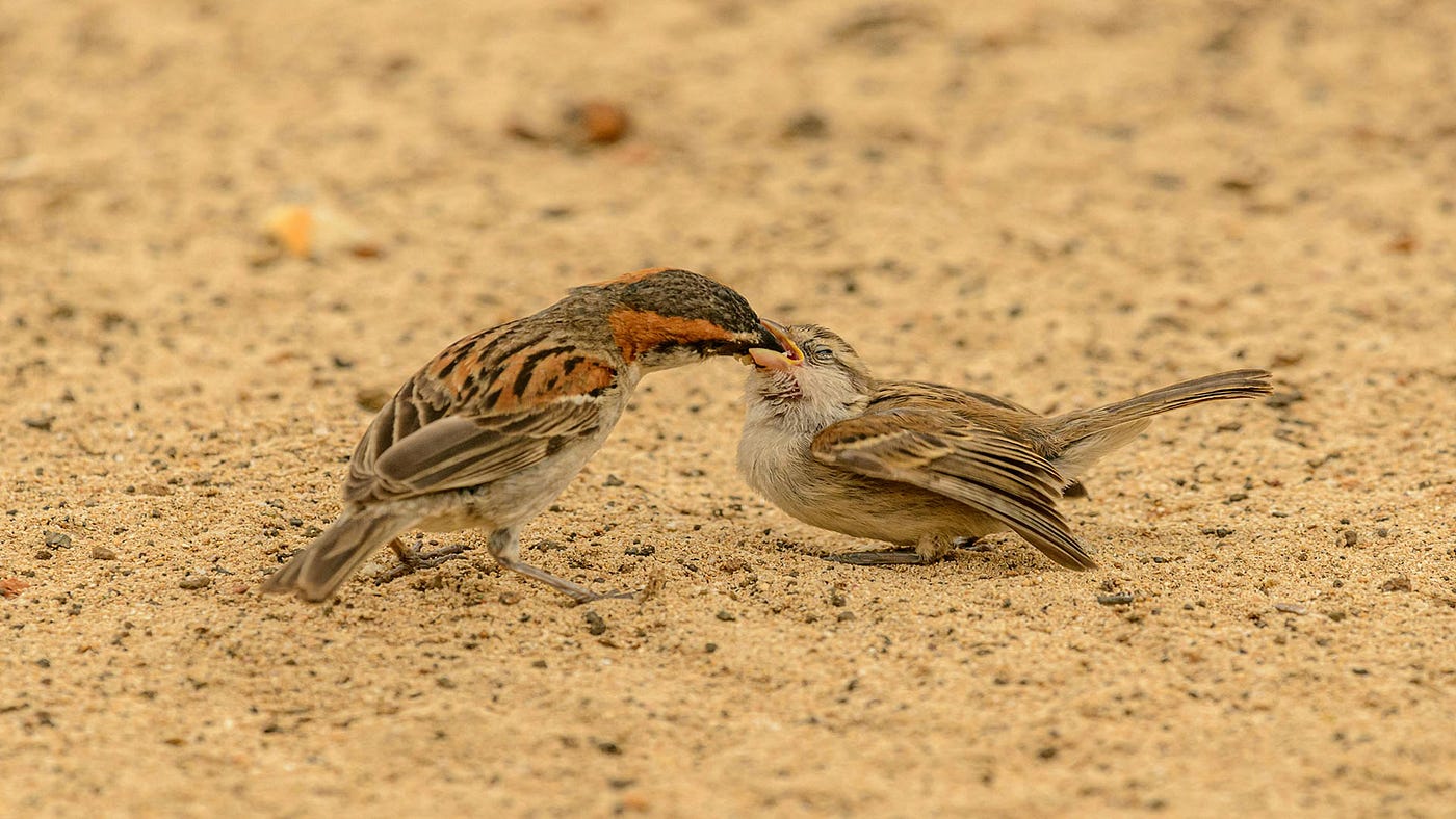 How Do Birds Regurgitate Their Food: Amazing Natural Process Explained