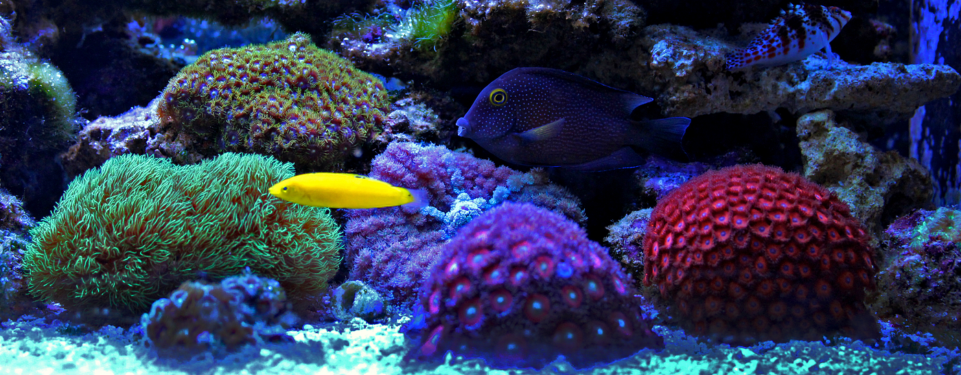 Decorate your Aquarium with Beautiful Artificial Coral and Reefs