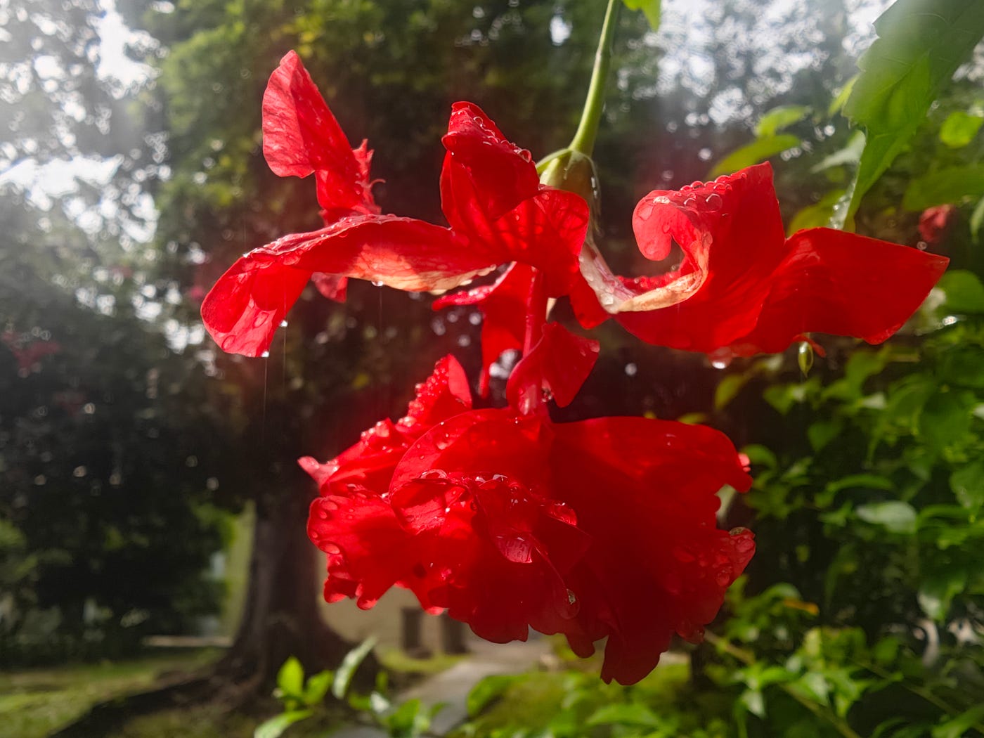 Red Hibiscus in the Rain