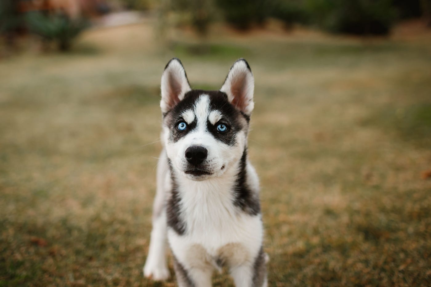 Your Husky Isn’t “Adjusting” to India. He’s Enduring It.