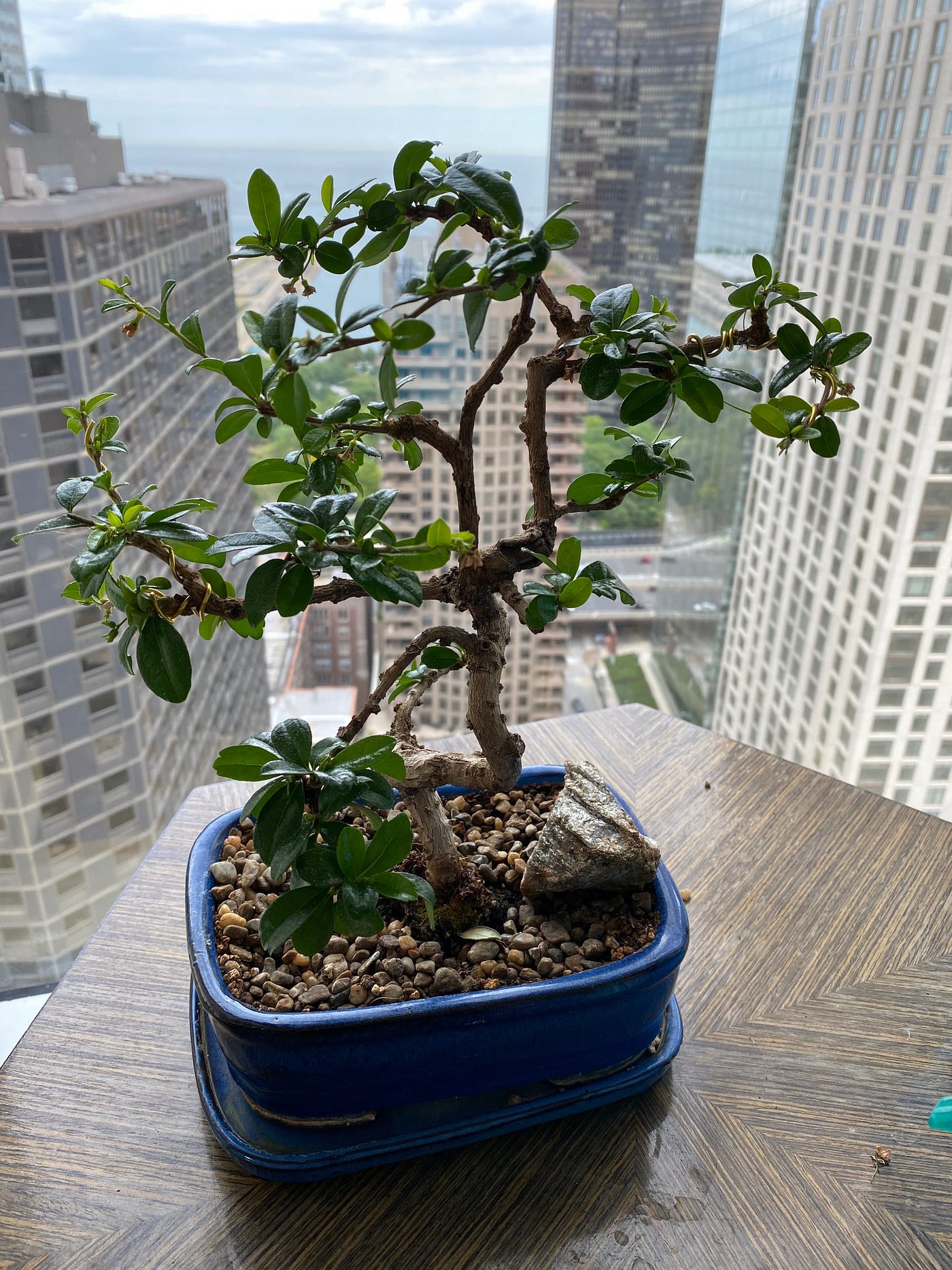 Bonsai as Insight into Business. One thing that many people are… | by Shawn  Clark | Medium