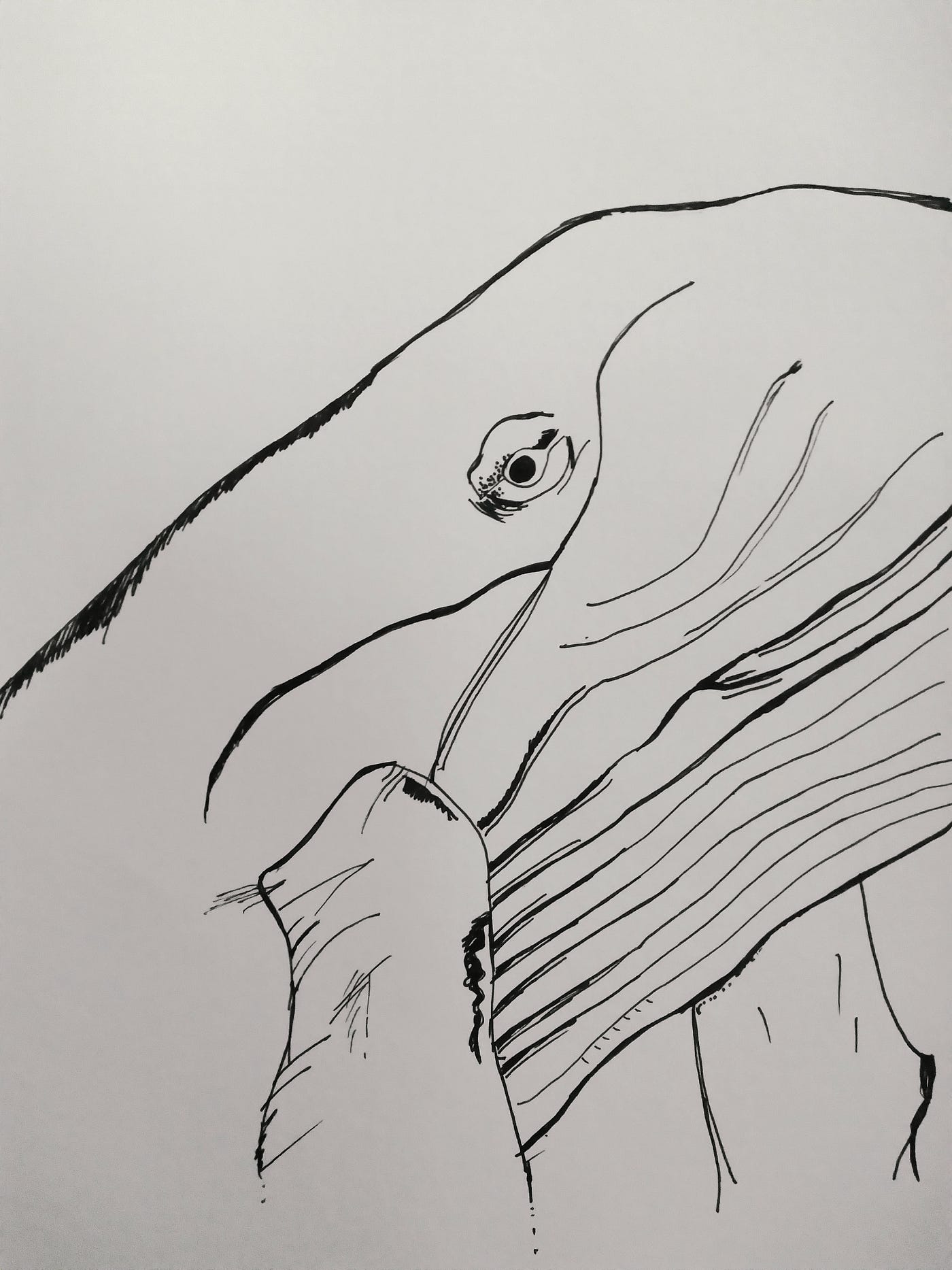 Desenho: Baleia- josiane martins