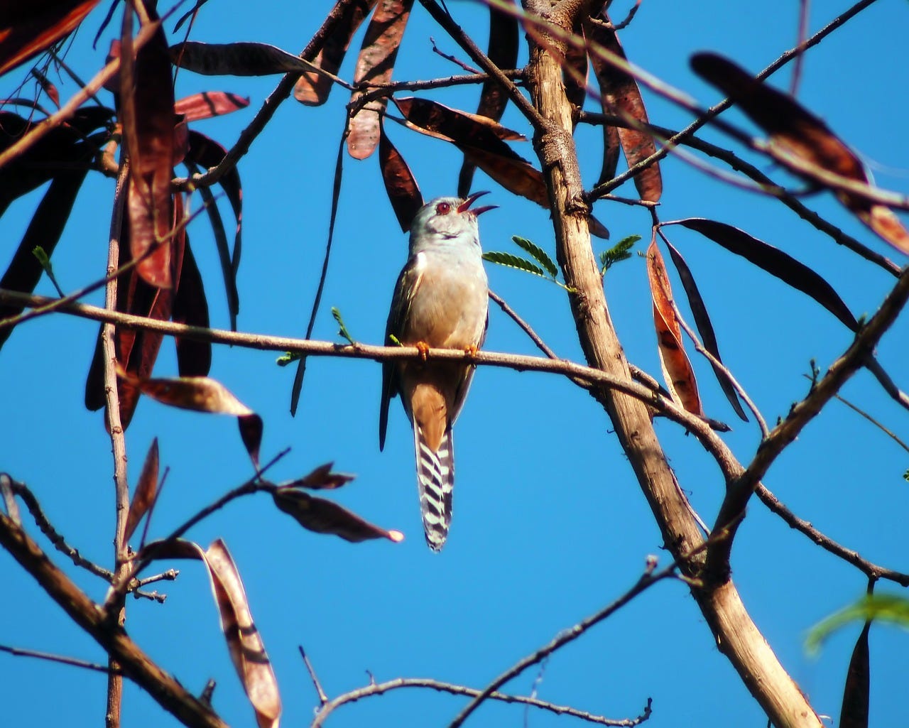 【P13524】First Cuckoo The First Cuckoo Call. They should arrive any day now | by Mike