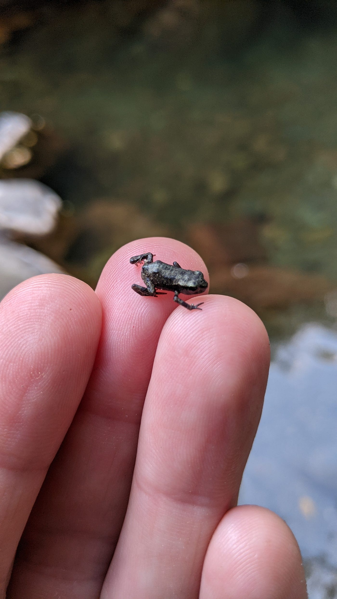the smallest frog in the world