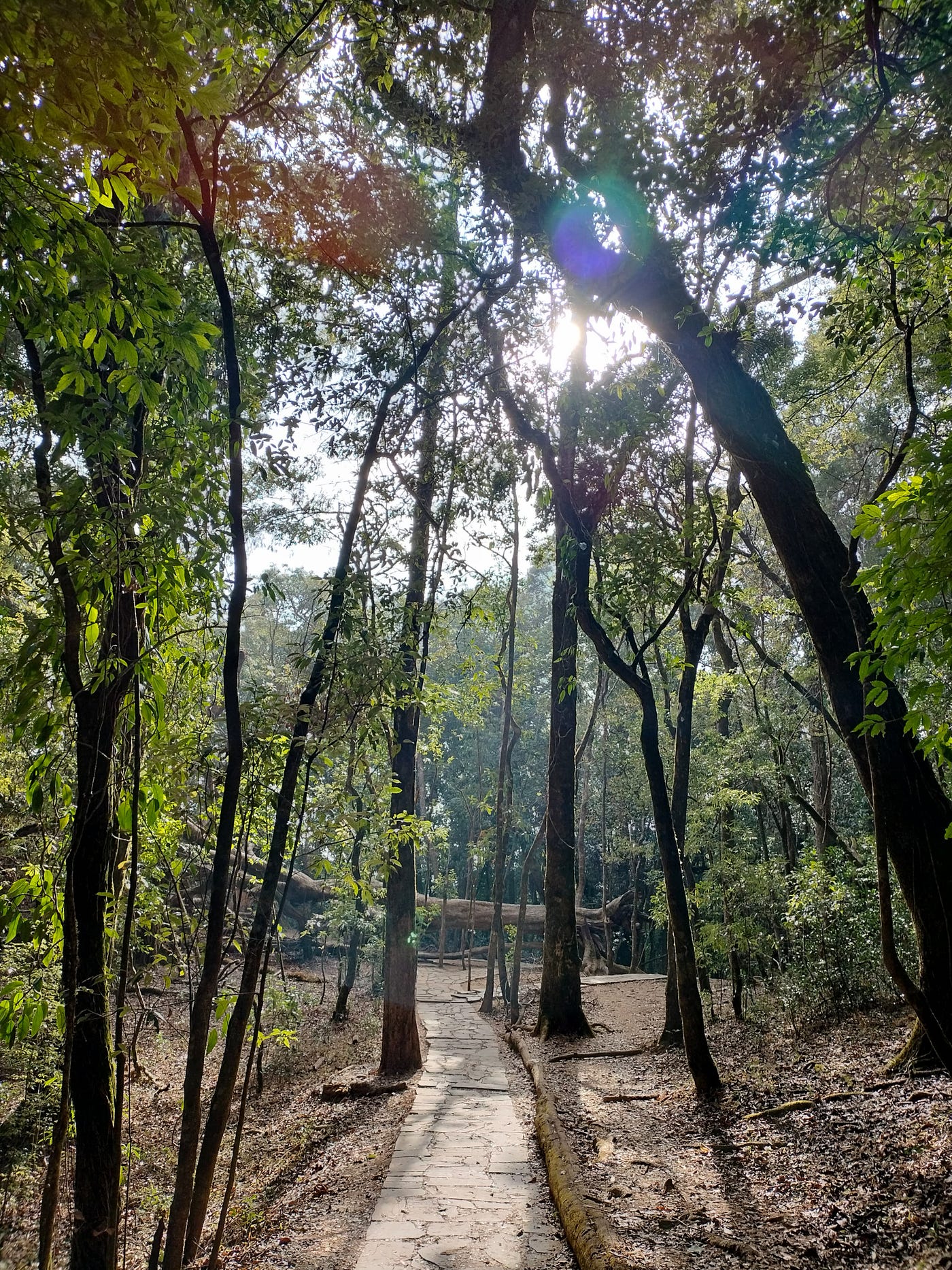This Sacred Forest In Shillong India Is Guarded By One Strict Rule