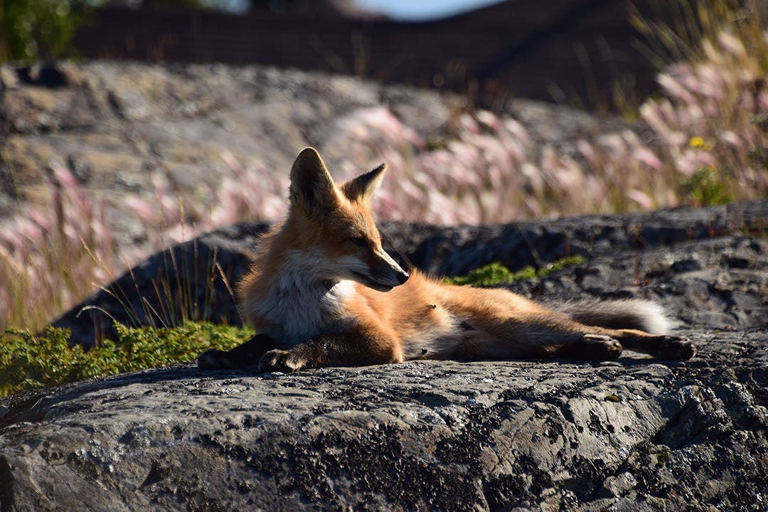 Photos of my backyard fox sunbathing, by Michael Nabert