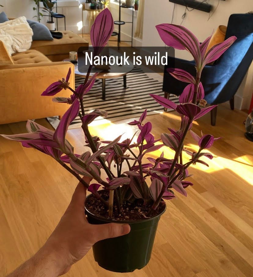 A Quick Pink Nanouk (Tradescantia) Care Guide | by Matt Croak
