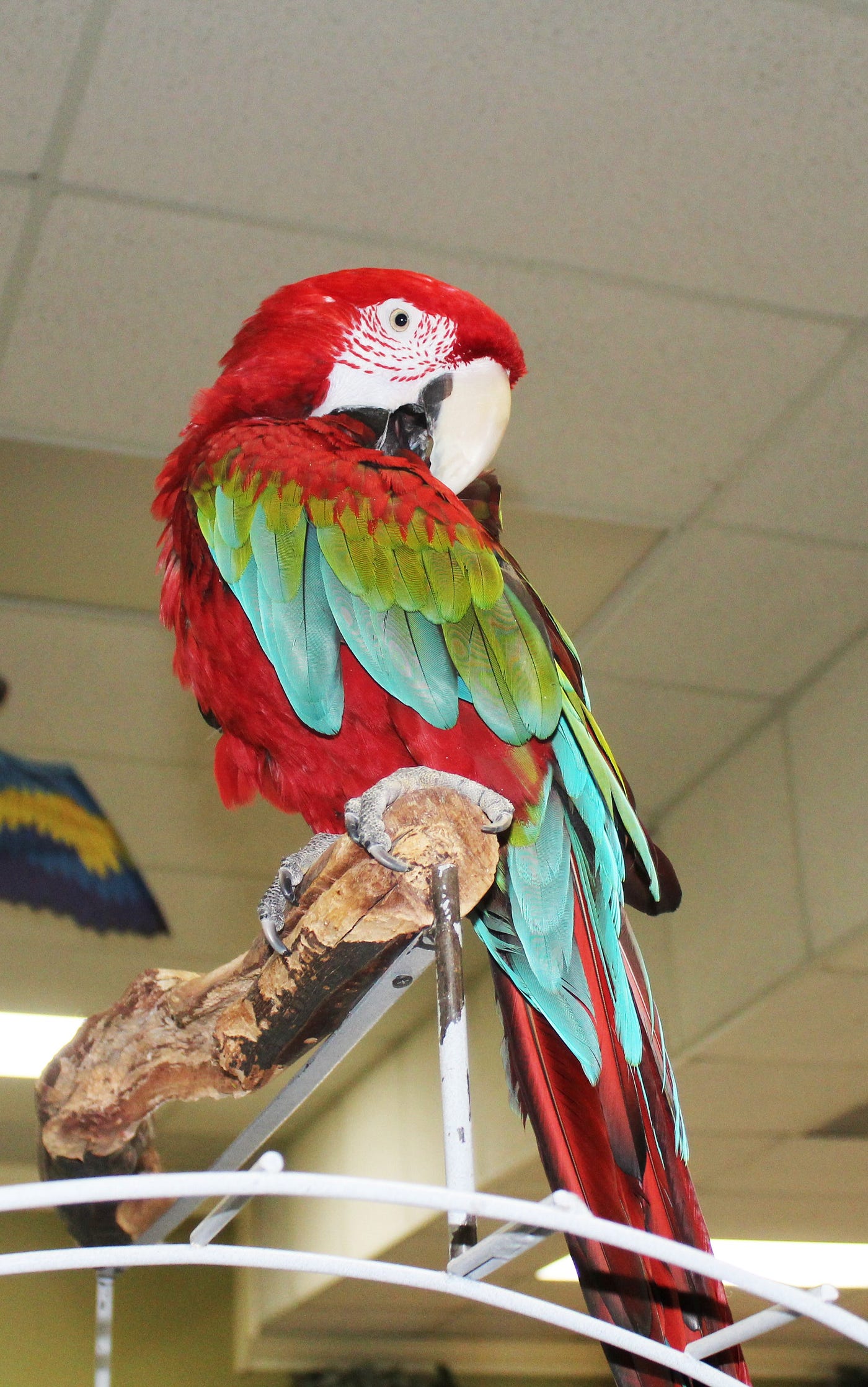 Where to Buy Exotic Birds in Michigan: Top Trusted Stores Revealed