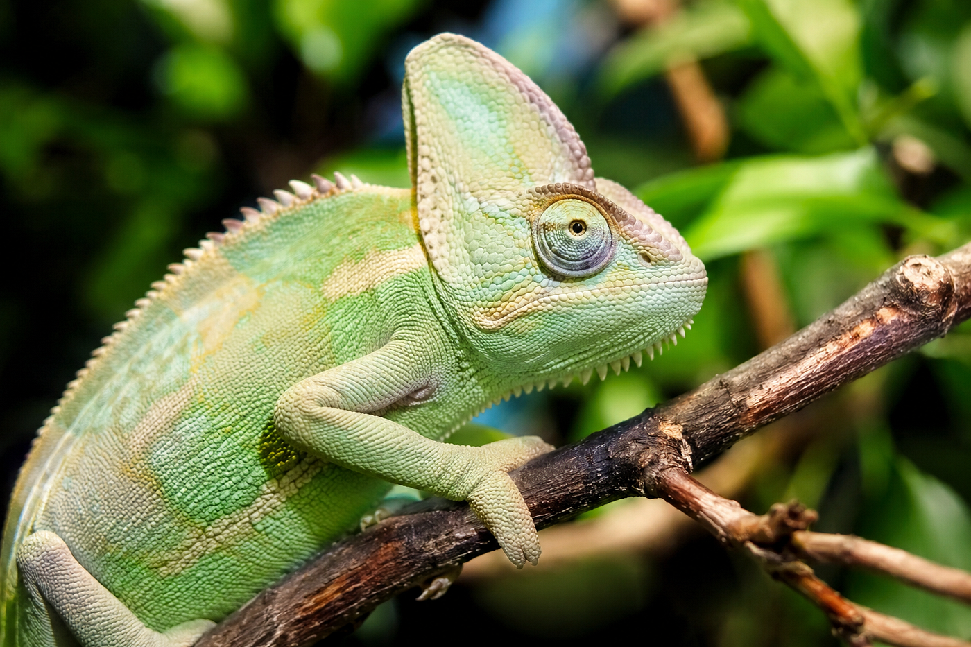 What Does It Mean When My Chameleon Turns Light Green? 8 Signs Explained