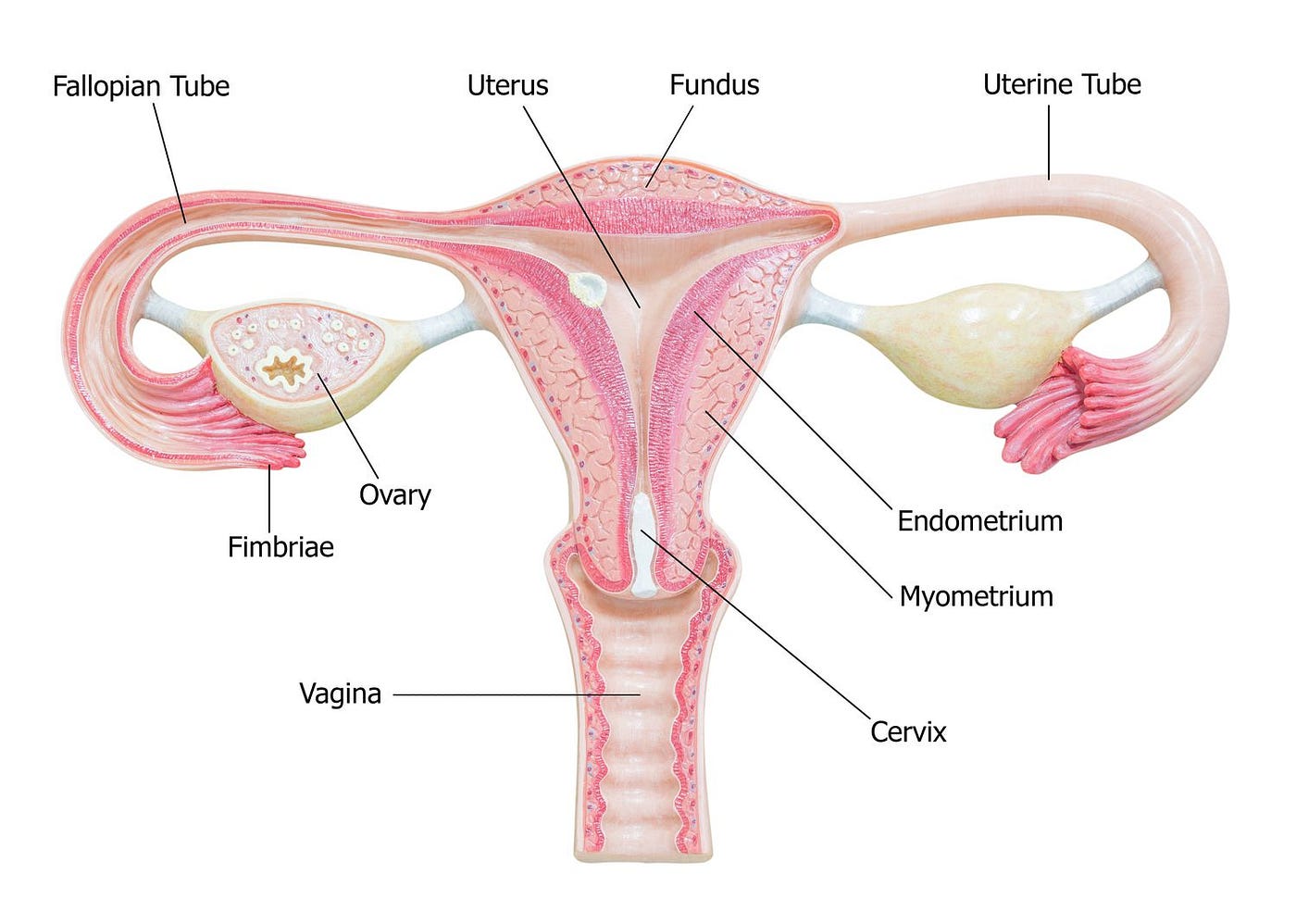 Tests for Tubal Patency | Dr. Rhythm Gupta