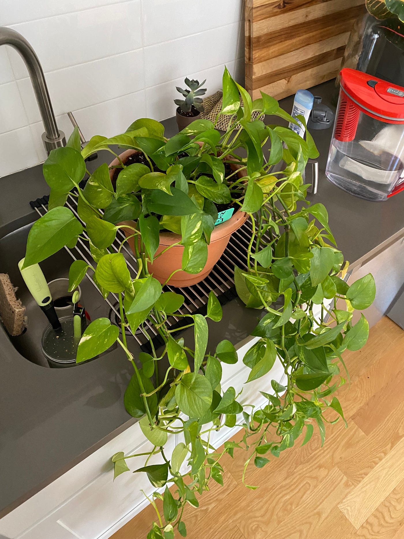 When (And How) To Repot Your Pothos | by Matt Croak Plants | Medium