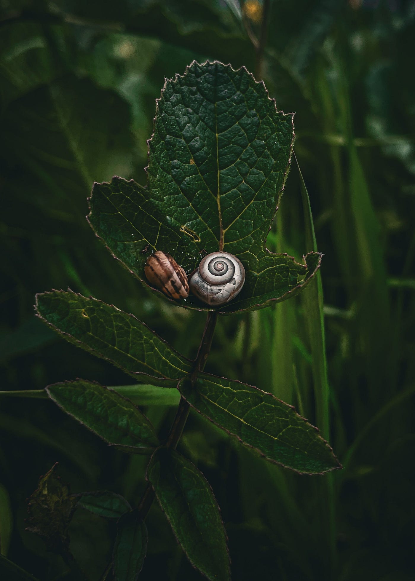 Photo by Rabia