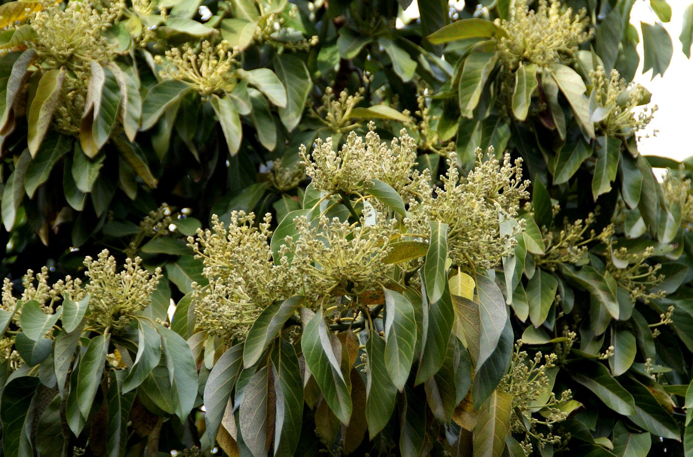 Substitute of Mango Blossoms and Palash Flowers