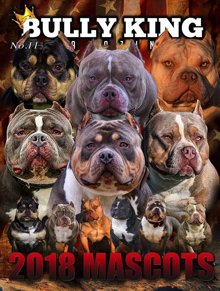 HOW MUCH DOES AN AMERICAN BULLY COST?, by BULLY KING Magazine, BULLY KING  Magazine