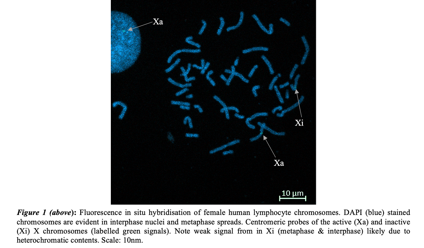 Decoding Sex Chromosome Dynamics: A Dual Approach to Cytogenetic Analyses of Mammalian Models using…