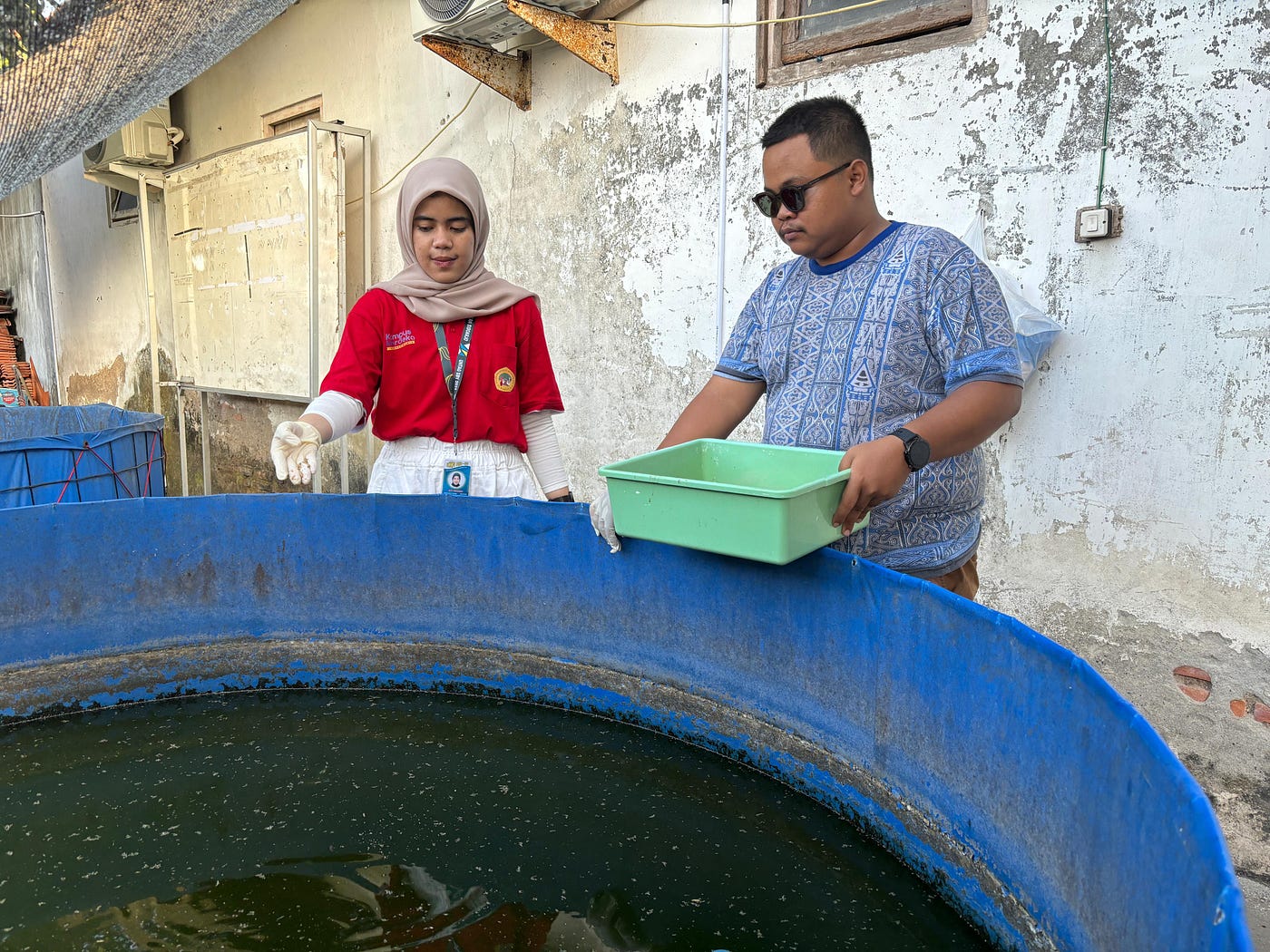 Pembudidayaan Maggot BSF Dalam Memenuhi Kandungan Tinggi Protein Untuk Hewan Ternak Di Desa…