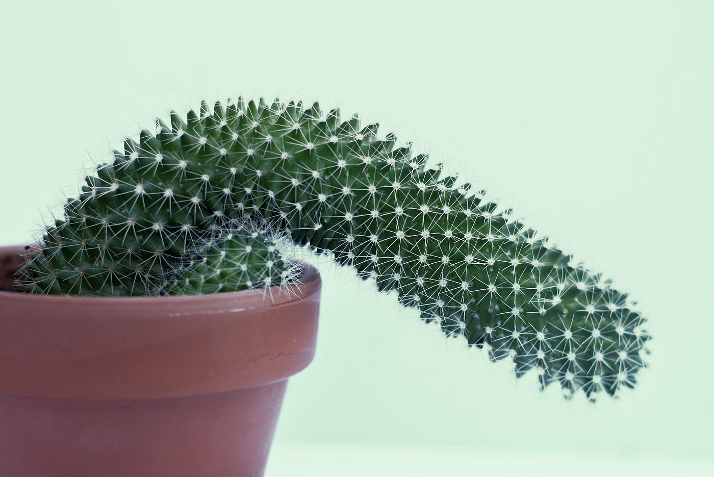 Closeup on a potted cactus on a light green background. The cactus is leaning over the rim of the pot and resembles a flaccid penis.