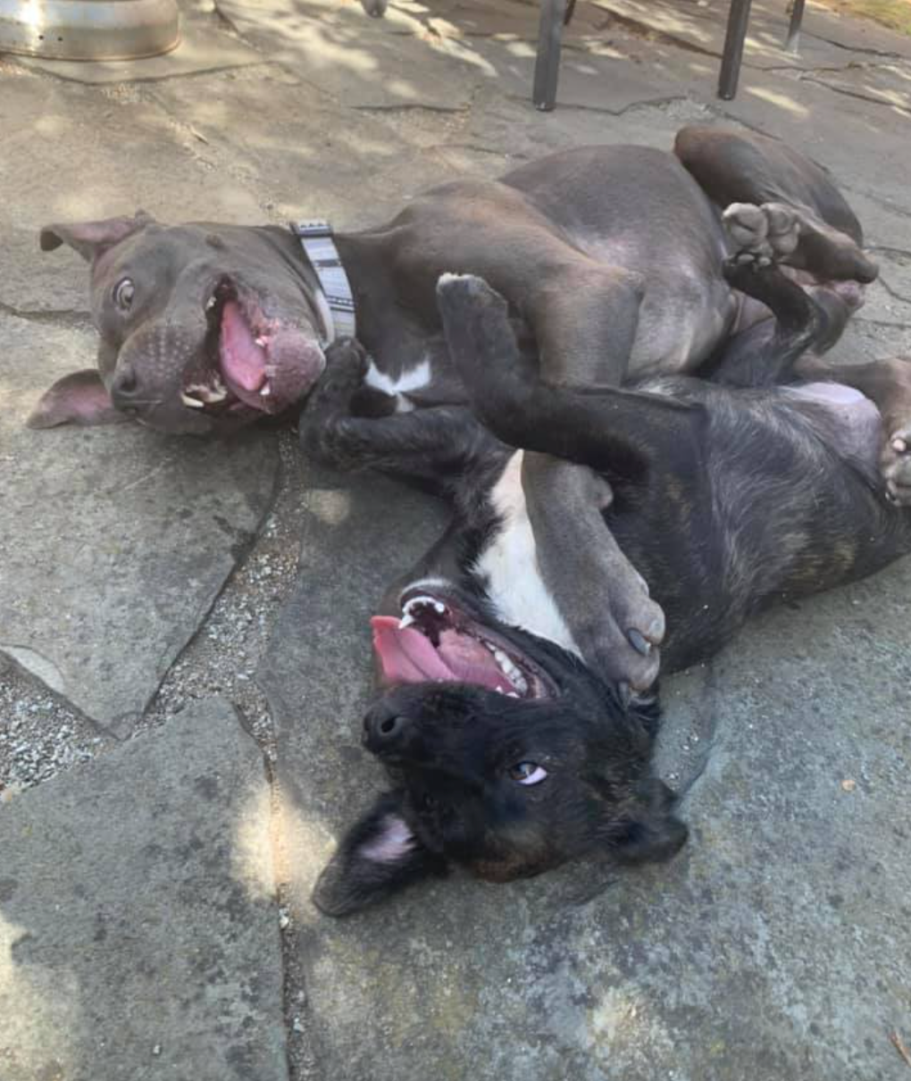 Can Dogs Get Parvo From Concrete