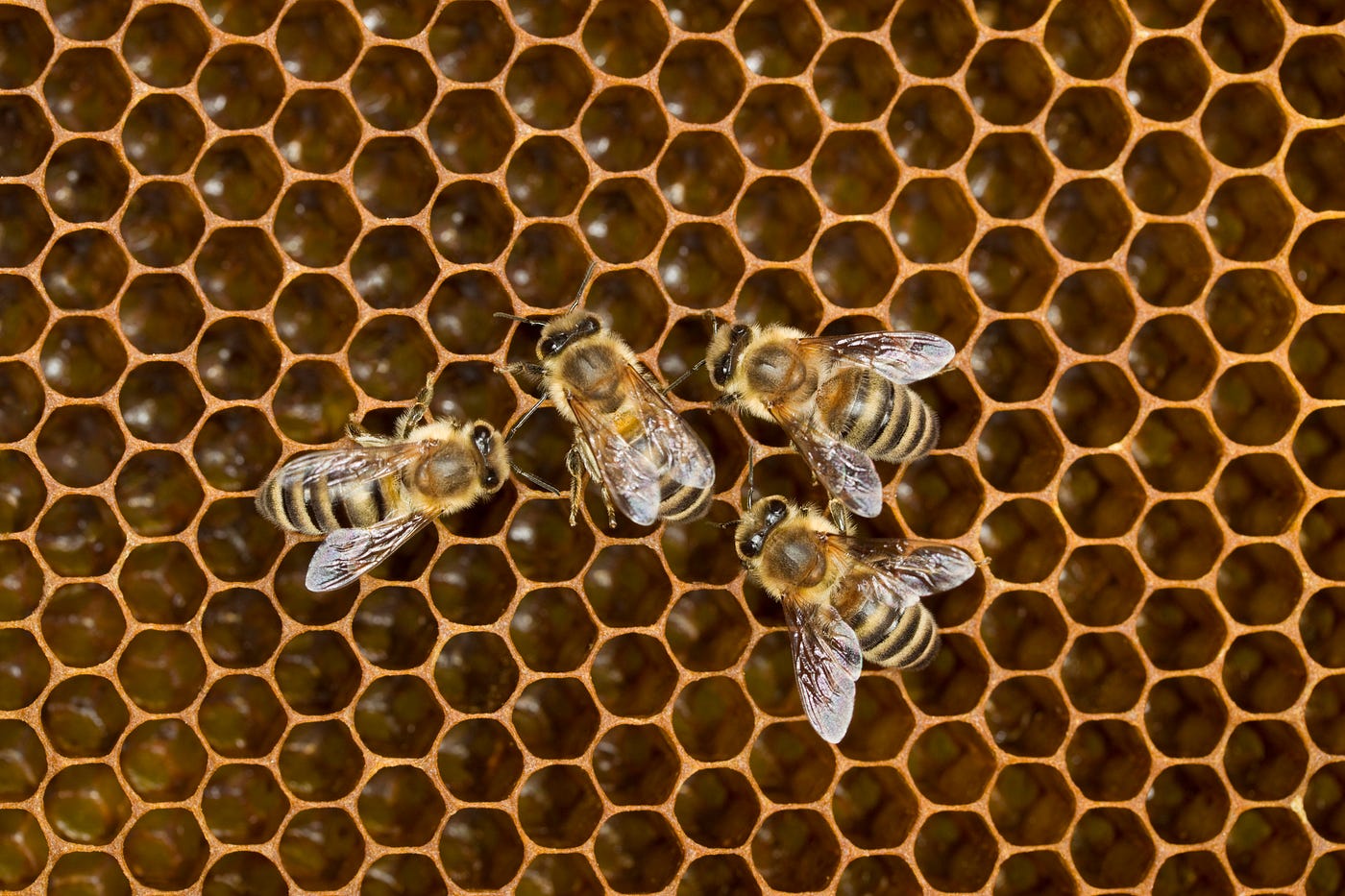 Hexagons are the most scientifically efficient packing shape, as bee  honeycomb proves.