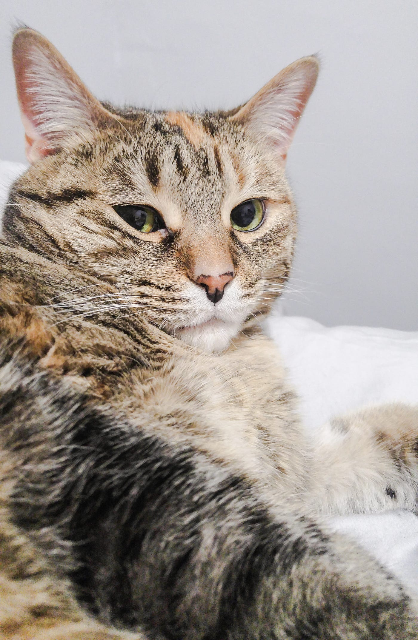 tabbyページ The M in Tabby. My whole life I've lived with cats or… | by Wolf