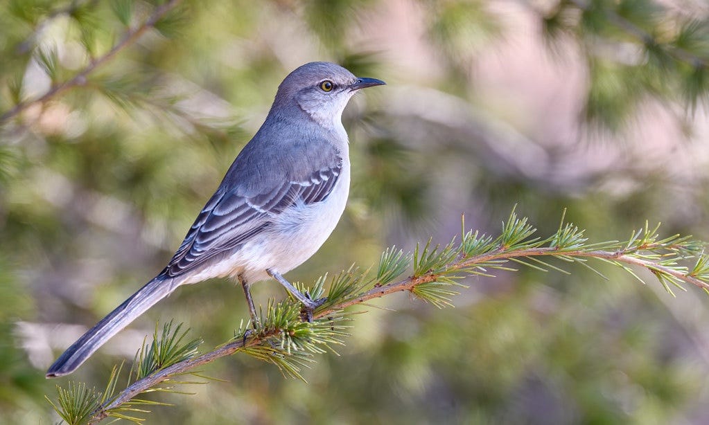 What is the State Bird for Mississippi