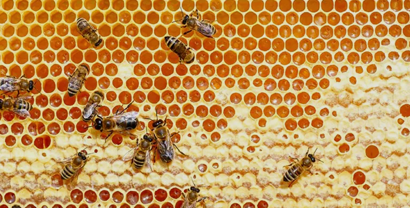 The Remarkable Architecture of a Beehive: Nature’s Perfect Structure