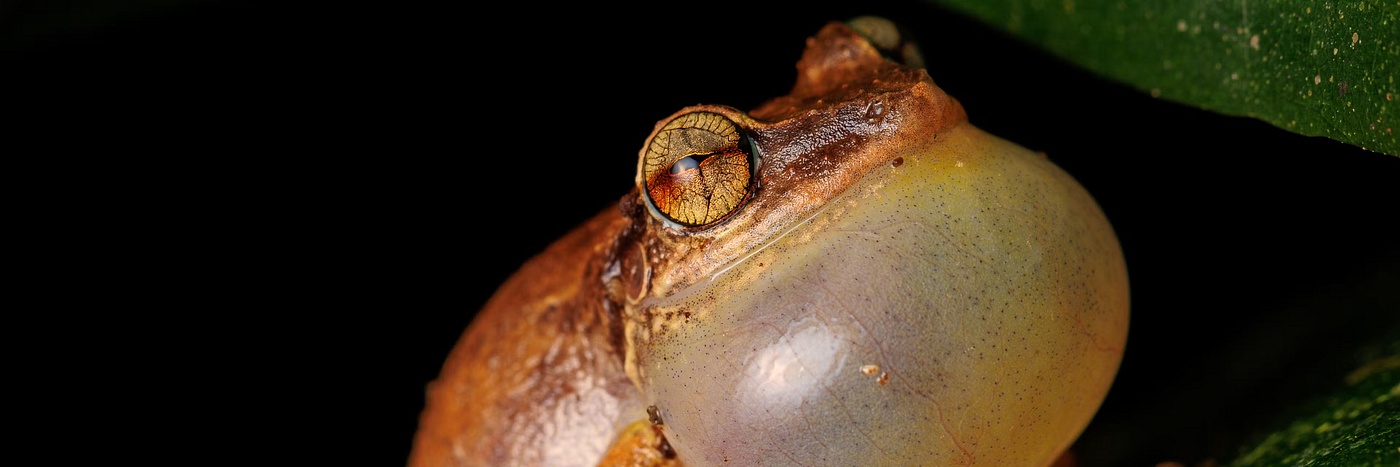 How Young Coquí Frogs Balance the Competing Demands of Growth and Fighting Disease