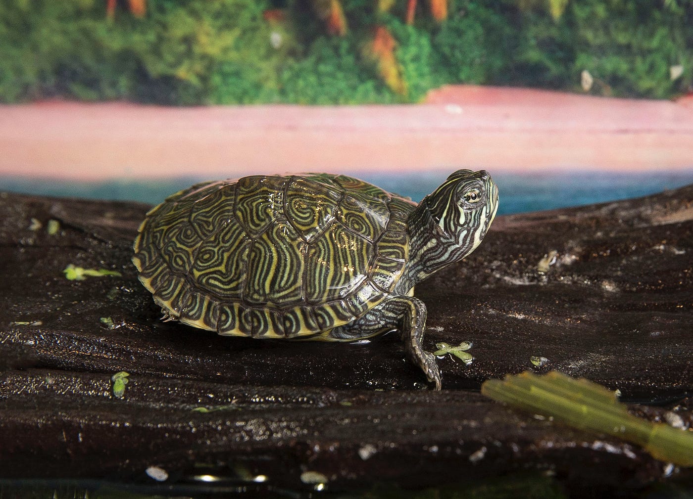 Realistic Fly Tying, instructions, baby red eared turtle