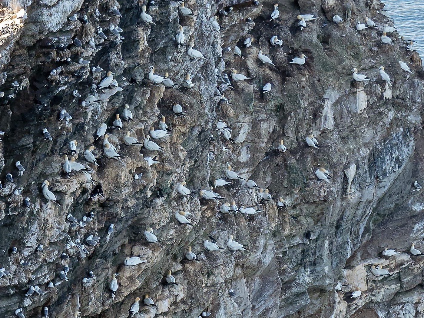 A Short Trip to See the Northern Gannets at Troup Head