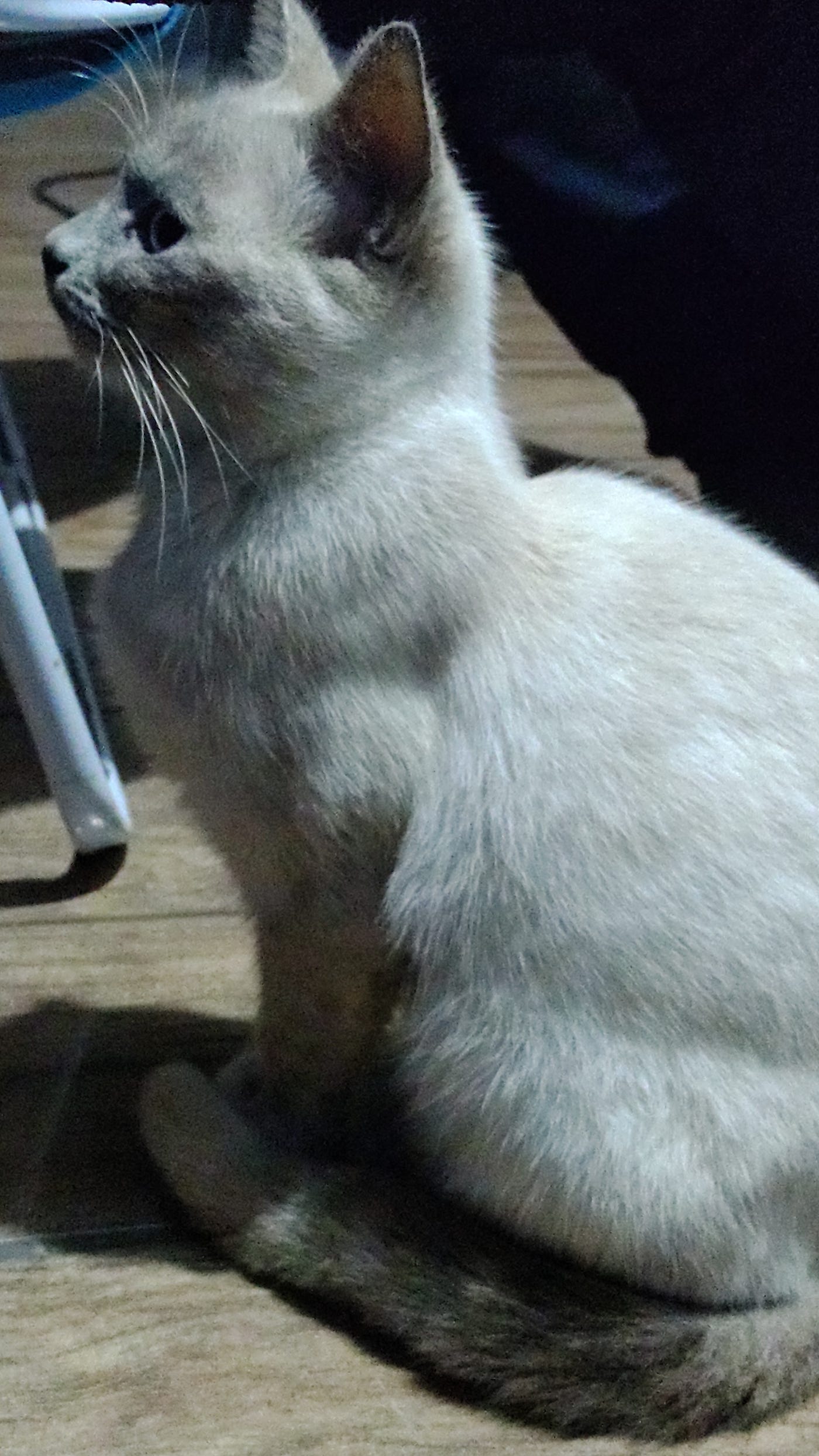 Eu
É que não vou morar na tua sombra
Nem sucumbir aos teus desejos
Por mais que me aconchegue…