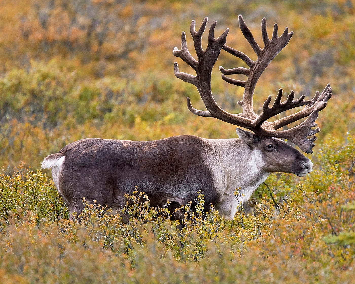 Caribou Skin Clothing - Gates Of The Arctic National Park & Preserve (U.S.  National Park Service)