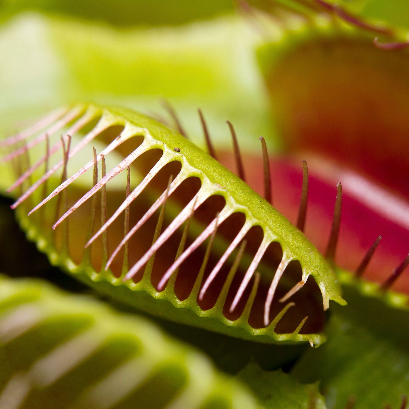 Beyond Beauty: The Fascinating Purpose of Carnivorous Plants | by Weal |  Nov, 2023 | Medium
