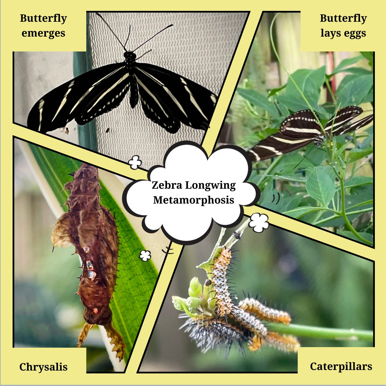 Zebra Longwing Butterfly Life Cycle