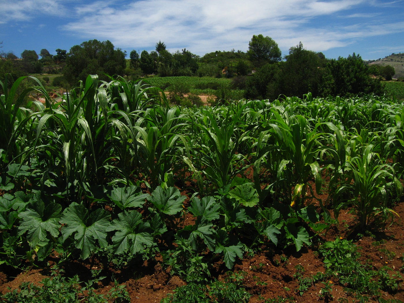 Image of Jicama and corn companion planting