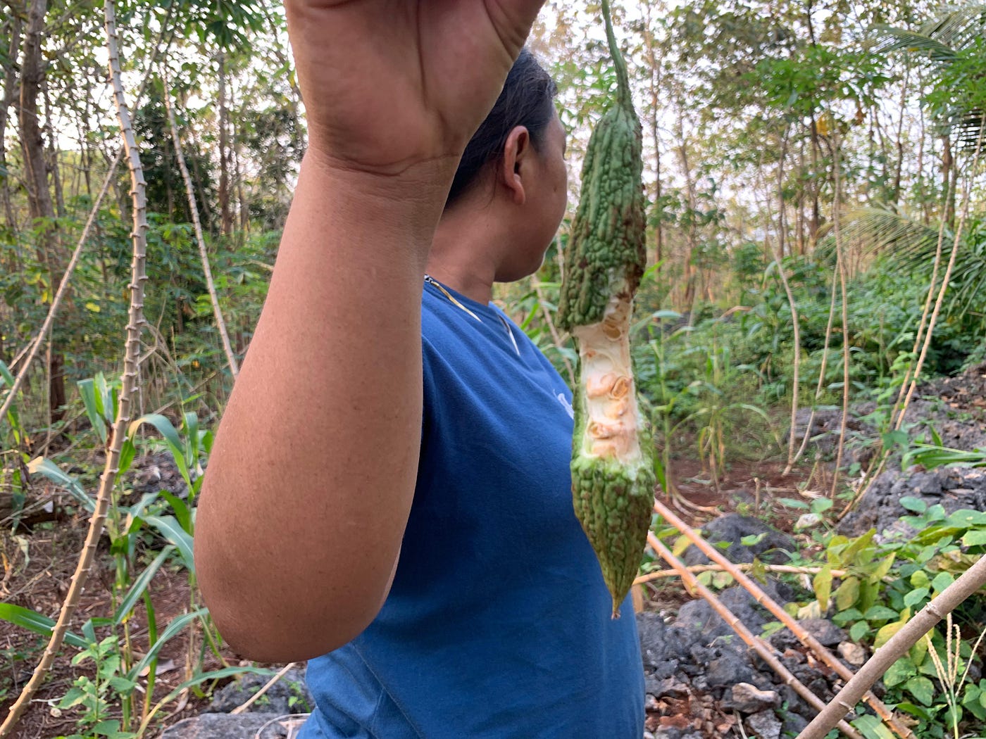 Ketika Ladang Jadi Meja Makan Monyet: Menyulam Harmoni Antara Petani dan Satwa Liar di Gunungkidul