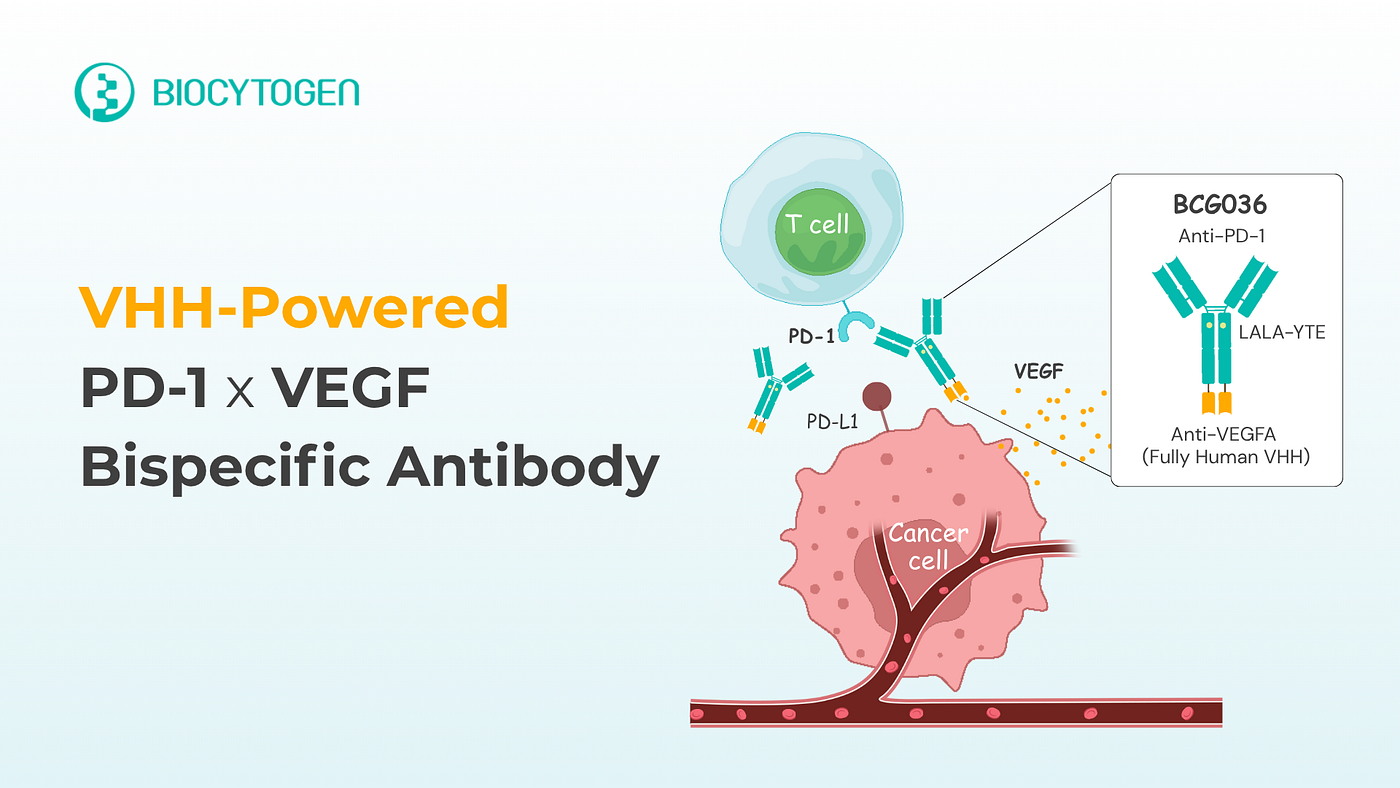 BCG036: Next-Gen PD-1/VEGF Bispecific Powered by VEGF VHH Antibody Design