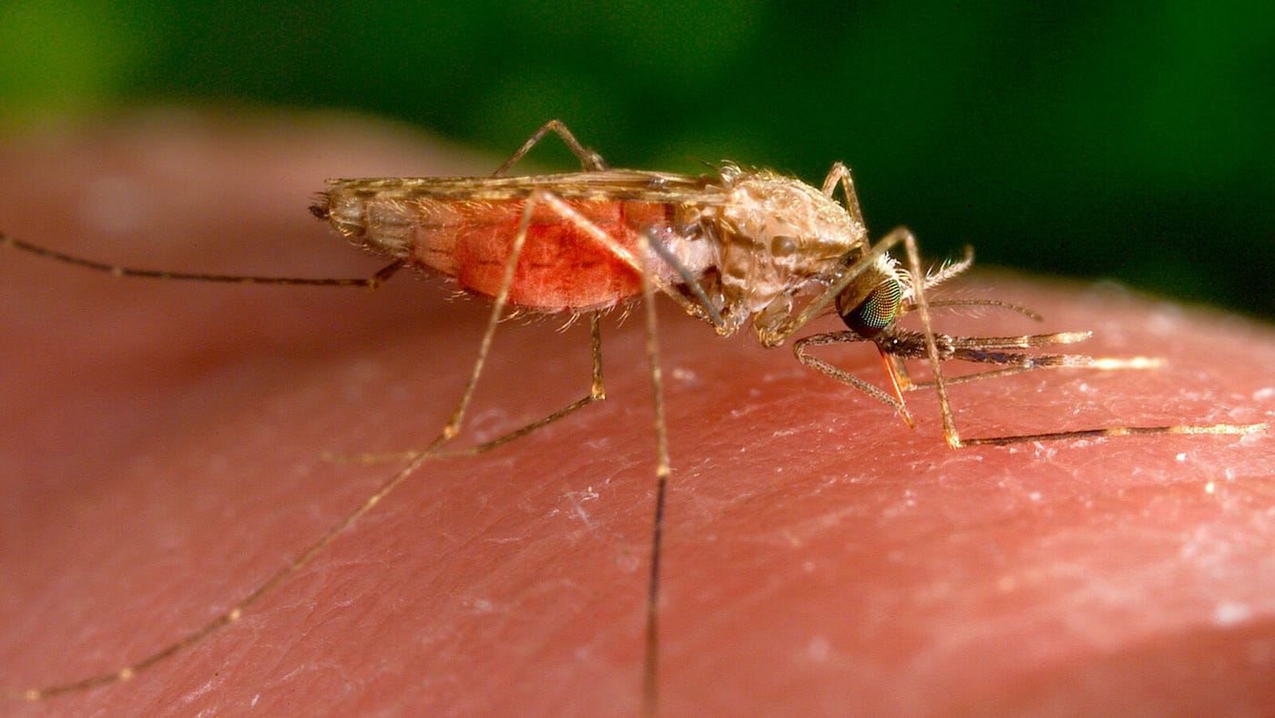 What Malaria Really Does, and Why the Pharmacist Is the Last Line of Defence
