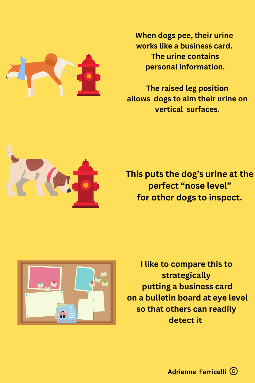 Dog Marking Behavior: Effective Tips to Stop Unwanted Spraying