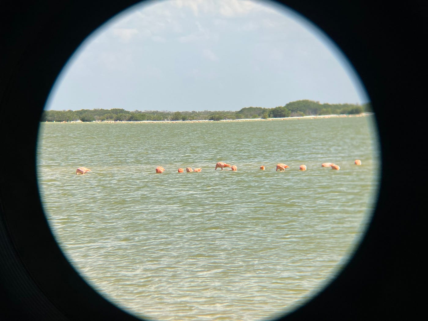 Getting progressively better at taking photos through a binoculars lens.