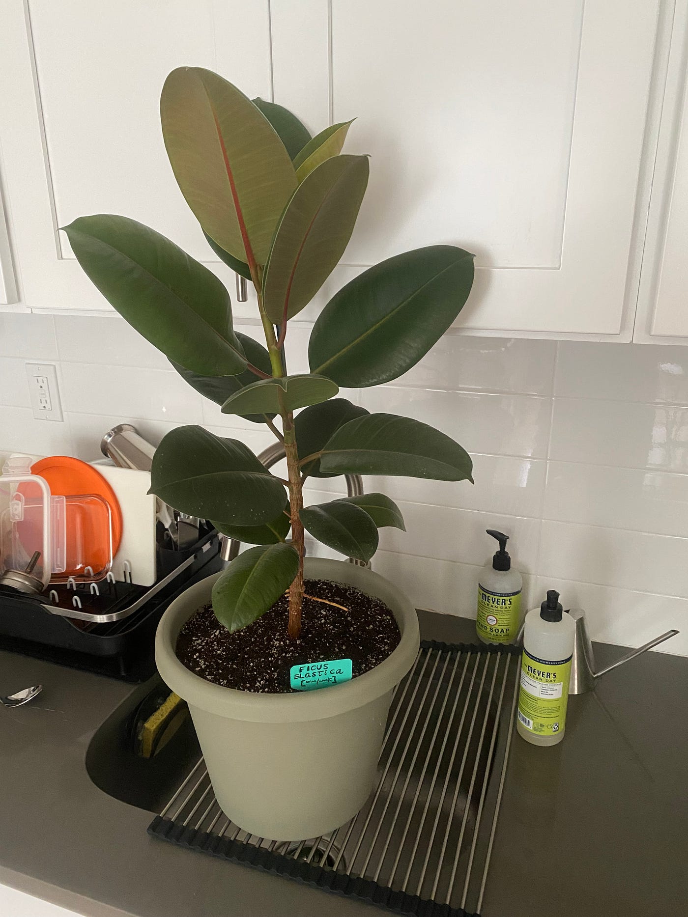 Repotting My Rubber Tree. Thanks to a new way of repotting! | by Matt Croak  Plants | Thought Thinkers | Medium