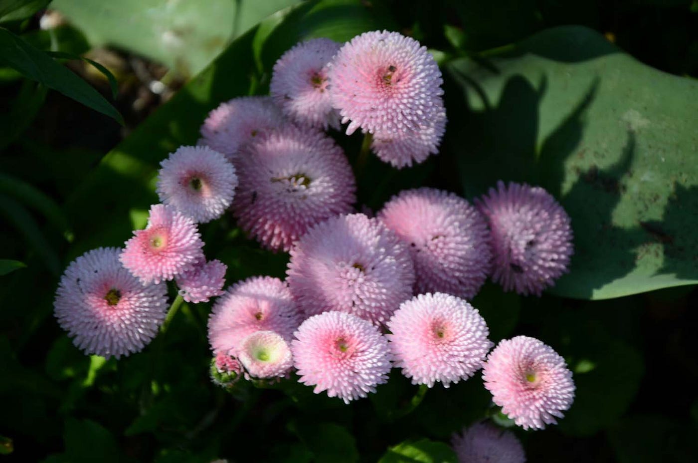 Delicate blossoms emerge through the seasons