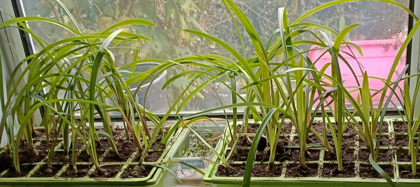 How I Grew My Own Amaryllis From Seed | by Lou Procter | Medium
