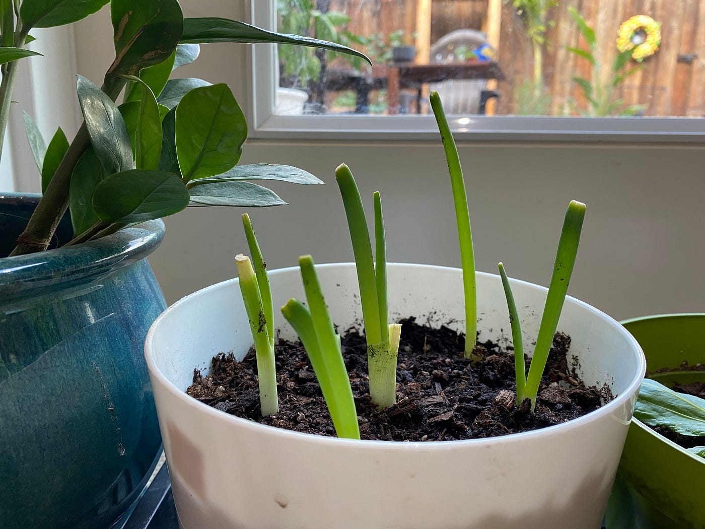 Closeup of 5 sprouting scallions in a white pot.