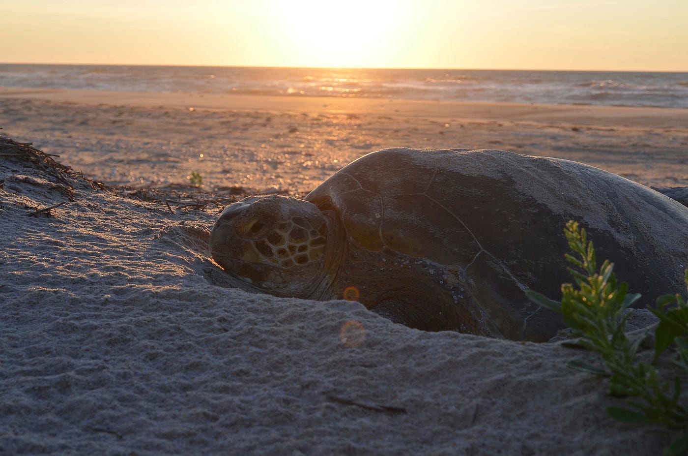 What You Can Do to Help Sea Turtles, by U.S. Fish and Wildlife Service, Updates from the U.S. Fish and Wildlife Service